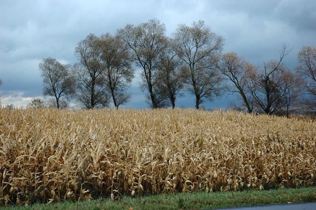 DSC_0997.jpg